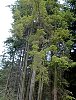 western_hemlock_tree.jpg