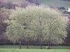 white_poplar_7.jpg