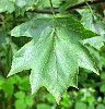 tn_wild_service_leaf_jpg.jpg (4896 bytes)