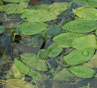 Dragonfly+larvae+food