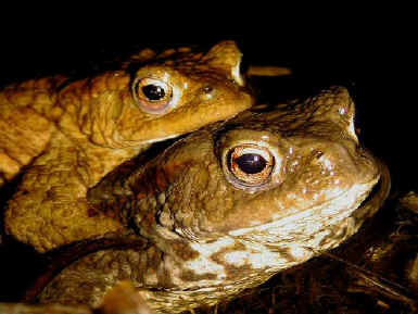 male_and_female_toad.jpg (42672 bytes)
