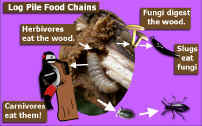Food chains and life cycles.