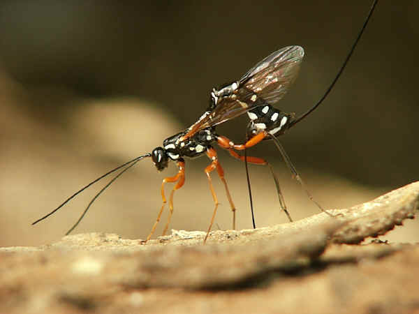 ichneumon wasp sting humans