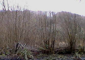 coppice meaning