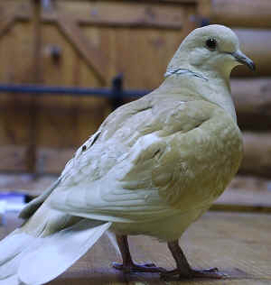 Doves Type